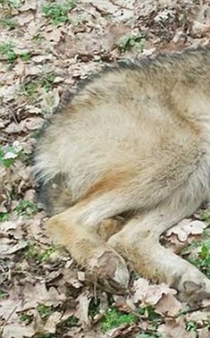 Wilk zdrowieje u leśników na Mazurach 